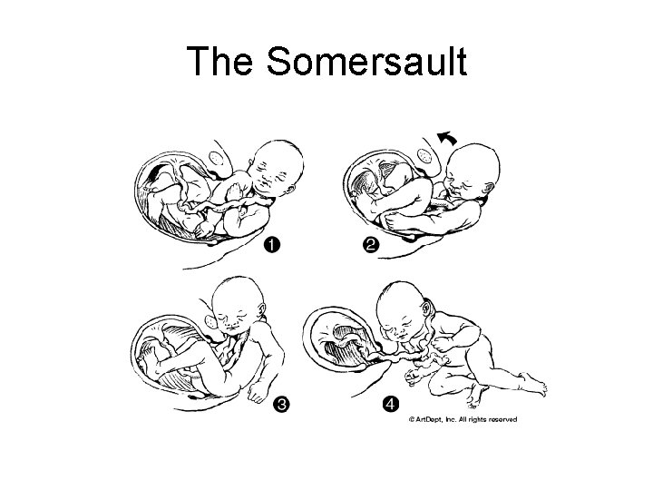 The Somersault 