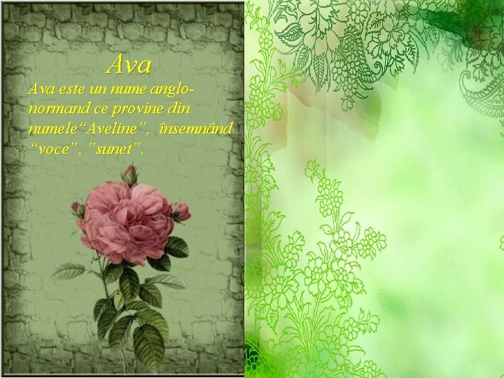 Ava este un nume anglonormand ce provine din numele“Aveline”, însemnând “voce”, ”sunet”. 