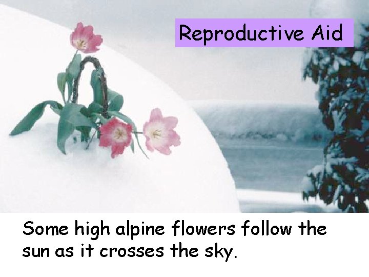 Reproductive Aid Some high alpine flowers follow the sun as it crosses the sky.