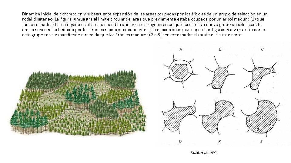 Dinámica Inicial de contracción y subsecuente expansión de las áreas ocupadas por los árboles