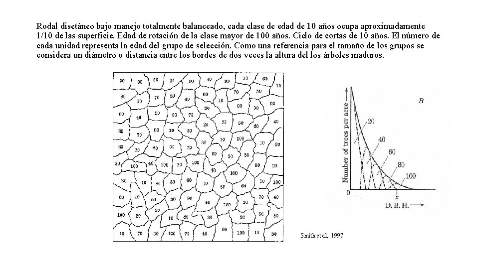 Rodal disetáneo bajo manejo totalmente balanceado, cada clase de edad de 10 años ocupa