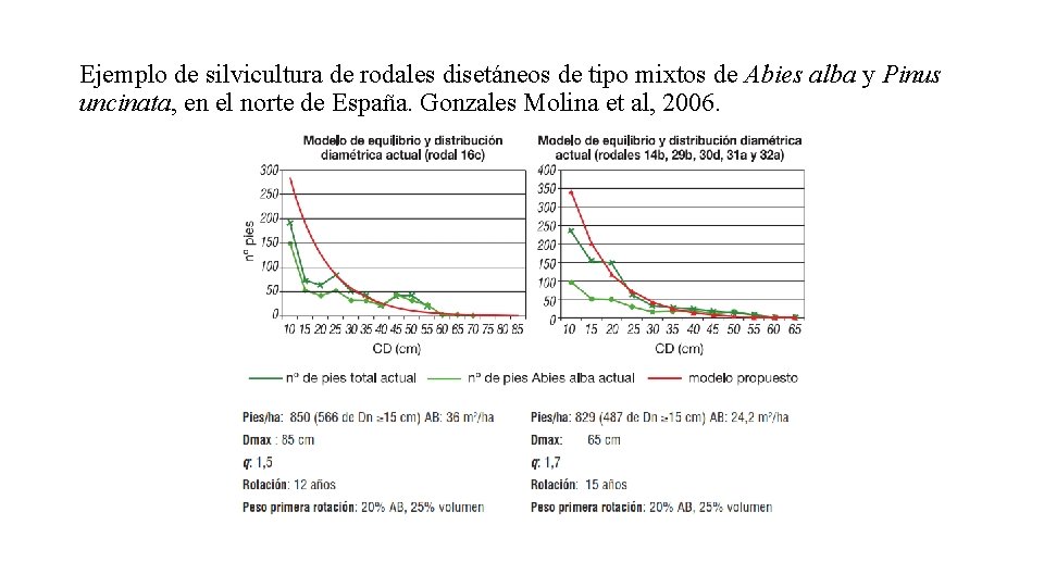 Ejemplo de silvicultura de rodales disetáneos de tipo mixtos de Abies alba y Pinus