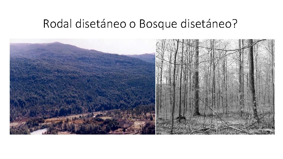 Rodal disetáneo o Bosque disetáneo? 