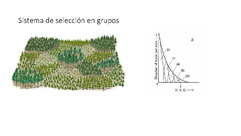 Sistema de selección en grupos 