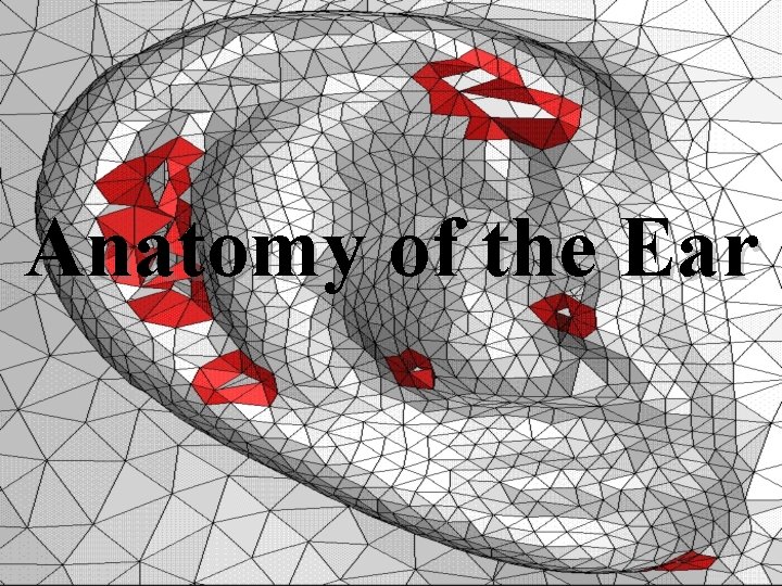 Anatomy of the Ear Anatomy of the Ear