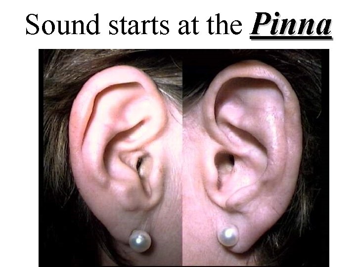 Sound starts at the Pinna Sound starts at the Pinna