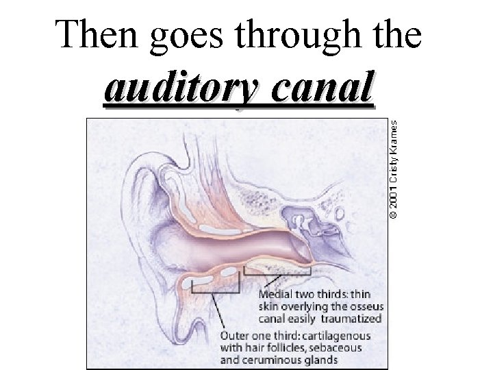 Then goes through the auditory canal Then goes through the auditory canal