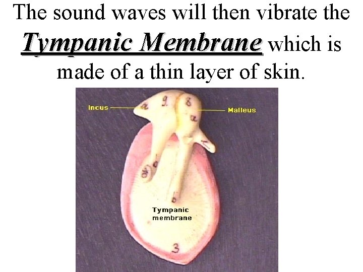 The sound waves will then vibrate the Tympanic Membrane which is made of a The sound waves will then vibrate the Tympanic Membrane which is made of a