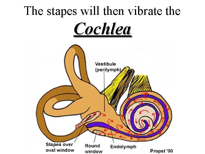 The stapes will then vibrate the Cochlea The stapes will then vibrate the Cochlea