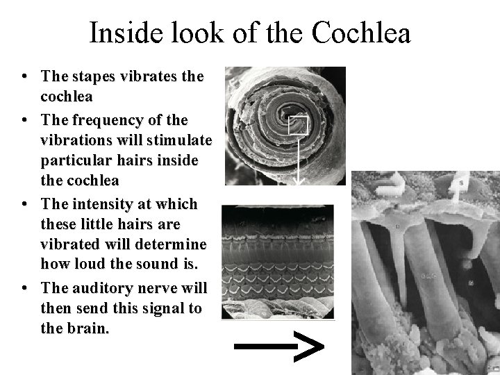 Inside look of the Cochlea • The stapes vibrates the cochlea • The frequency Inside look of the Cochlea • The stapes vibrates the cochlea • The frequency