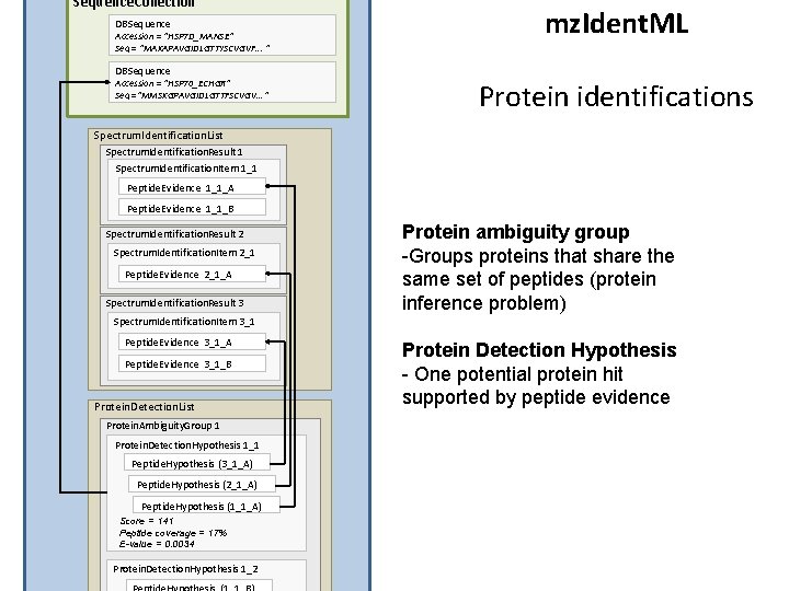 Sequence. Collection DBSequence Accession = “HSP 7 D_MANSE” Seq = “MAKAPAVGIDLGTTYSCVGVF. . . “