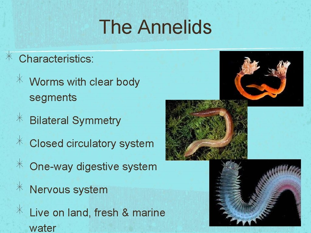 The Annelids Characteristics: Worms with clear body segments Bilateral Symmetry Closed circulatory system One-way