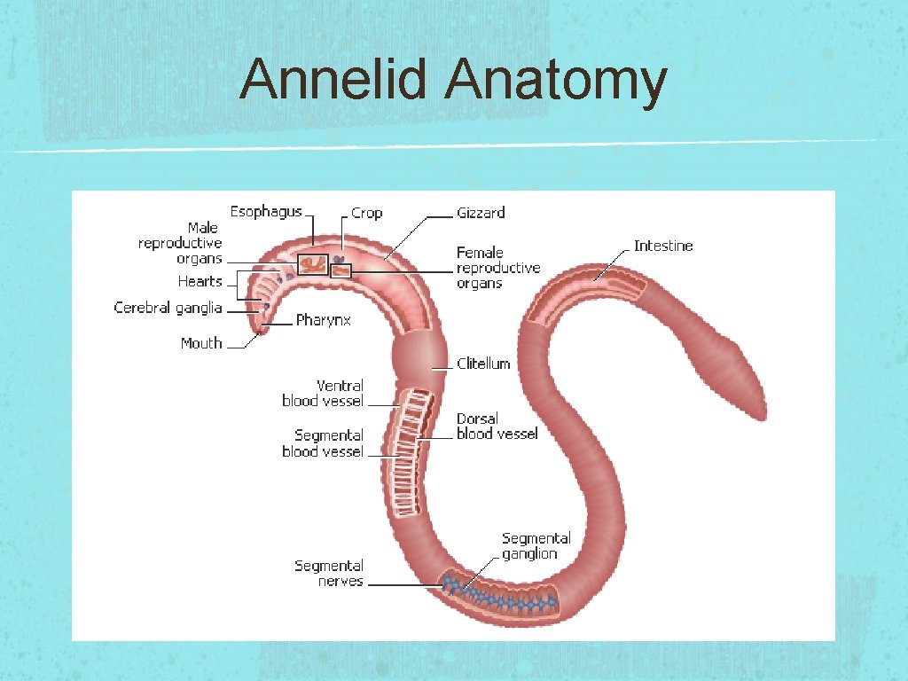 Annelid Anatomy 