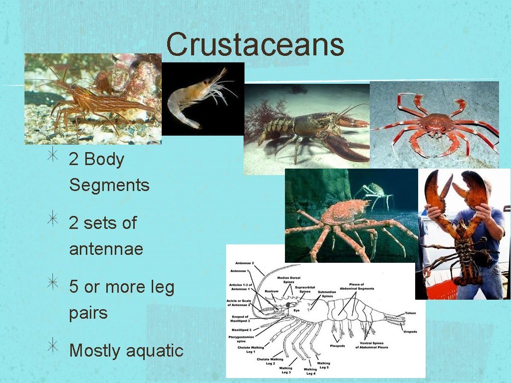 Crustaceans Characteristics: 2 Body Segments 2 sets of antennae 5 or more leg pairs