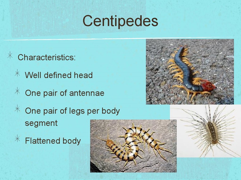 Centipedes Characteristics: Well defined head One pair of antennae One pair of legs per