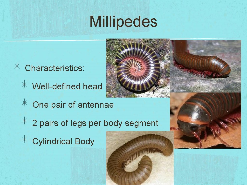 Millipedes Characteristics: Well-defined head One pair of antennae 2 pairs of legs per body
