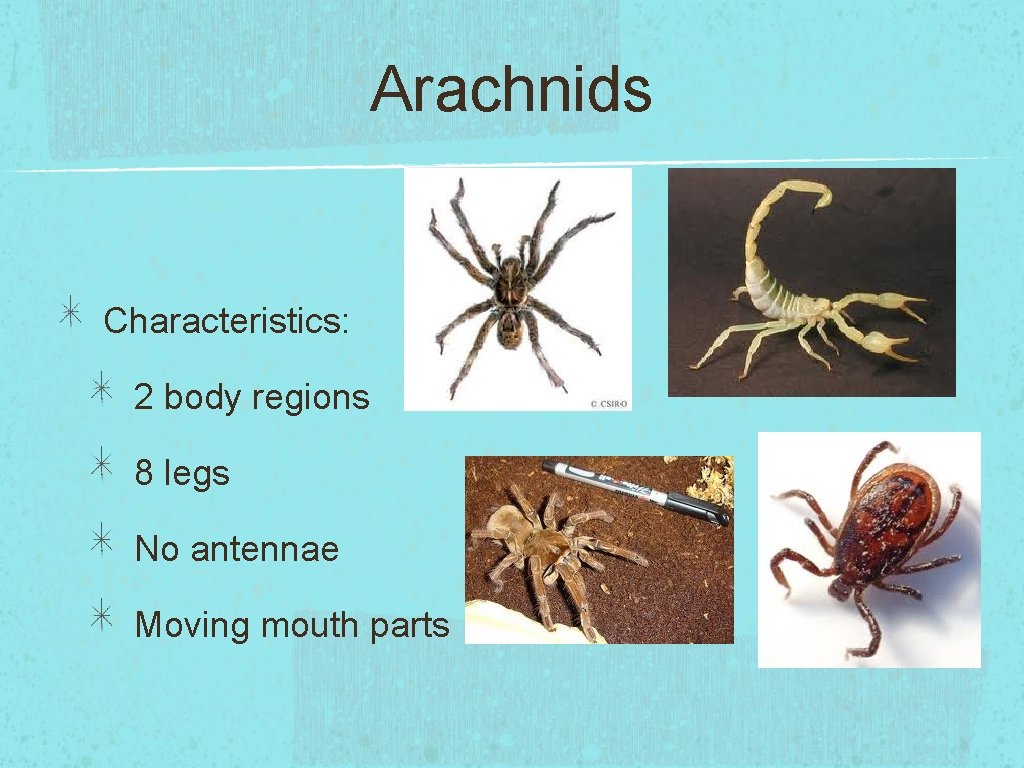 Arachnids Characteristics: 2 body regions 8 legs No antennae Moving mouth parts 
