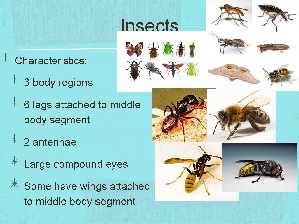 Insects Characteristics: 3 body regions 6 legs attached to middle body segment 2 antennae