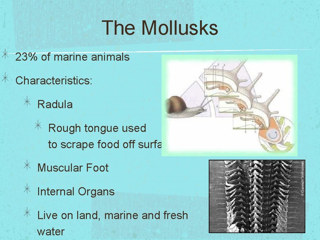 The Mollusks 23% of marine animals Characteristics: Radula Rough tongue used to scrape food