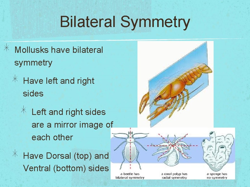 Bilateral Symmetry Mollusks have bilateral symmetry Have left and right sides Left and right
