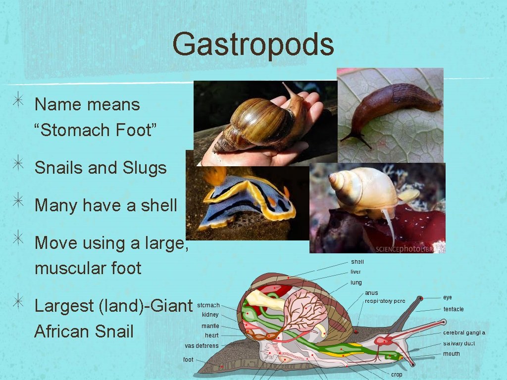 Gastropods Name means “Stomach Foot” Snails and Slugs Many have a shell Move using