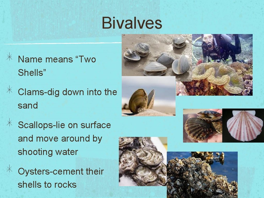 Bivalves Name means “Two Shells” Clams-dig down into the sand Scallops-lie on surface and