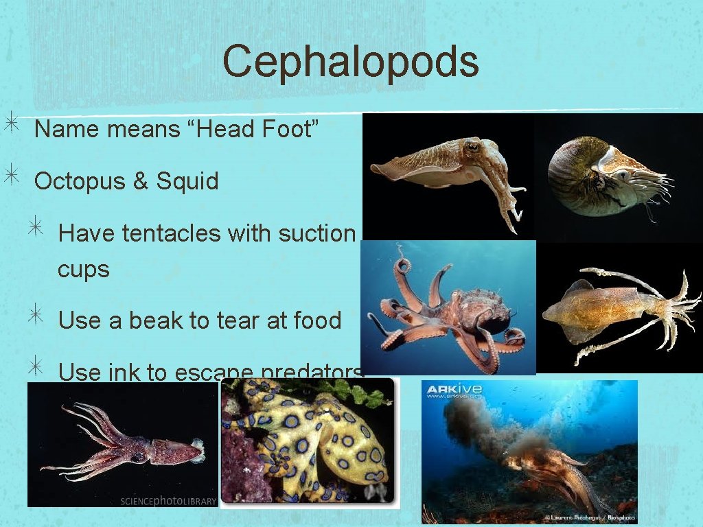 Cephalopods Name means “Head Foot” Octopus & Squid Have tentacles with suction cups Use