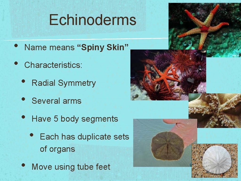 Echinoderms • • Name means “Spiny Skin” Characteristics: • • • Radial Symmetry Several