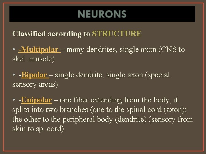 Classified according to STRUCTURE • -Multipolar – many dendrites, single axon (CNS to skel.