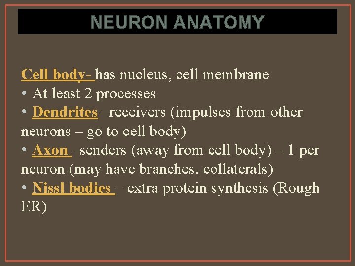 NEURON ANATOMY Cell body- has nucleus, cell membrane • At least 2 processes •