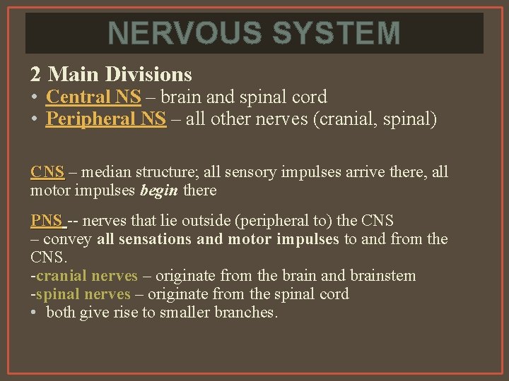 NERVOUS SYSTEM 2 Main Divisions • Central NS – brain and spinal cord •