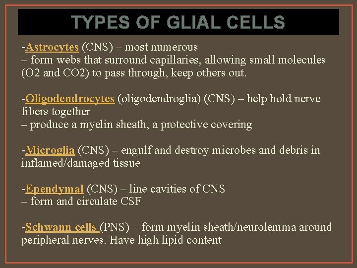 TYPES OF GLIAL CELLS -Astrocytes (CNS) – most numerous – form webs that surround
