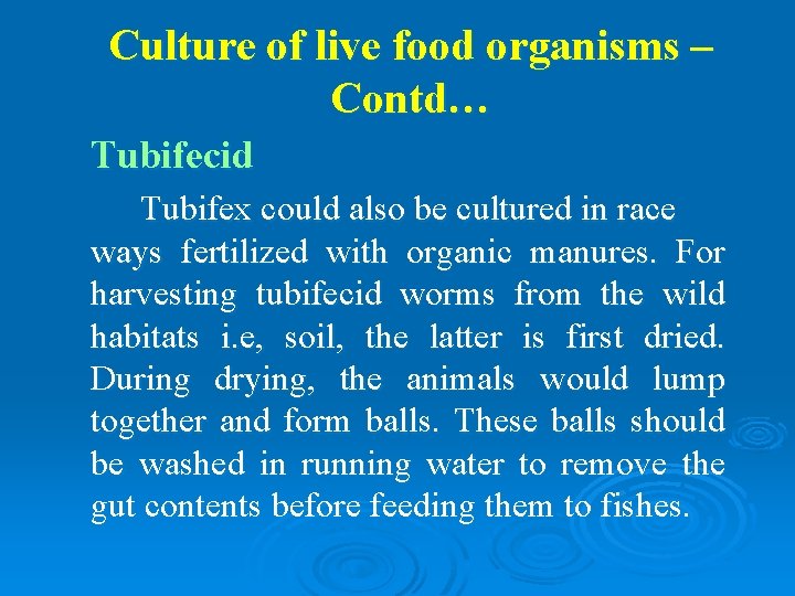 Culture of live food organisms – Contd… Tubifecid Tubifex could also be cultured in