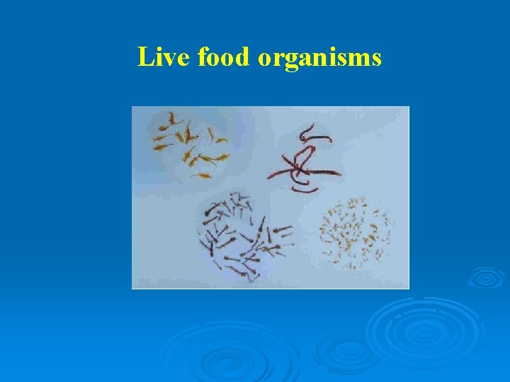Live food organisms 