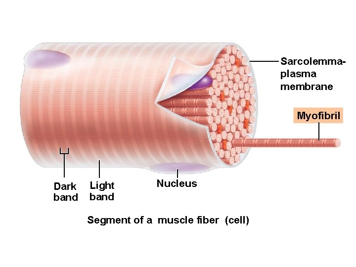 Sarcolemmaplasma membrane Myofibril Dark band Light band Nucleus Segment of a muscle fiber (cell)