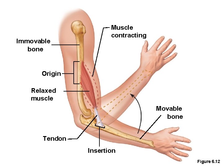 Immovable bone Muscle contracting Origin Relaxed muscle Movable bone Tendon Insertion Figure 6. 12
