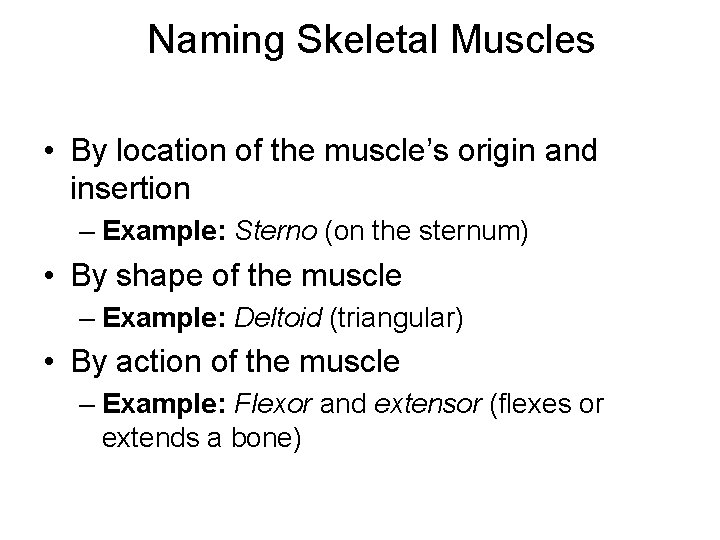 Naming Skeletal Muscles • By location of the muscle’s origin and insertion – Example: