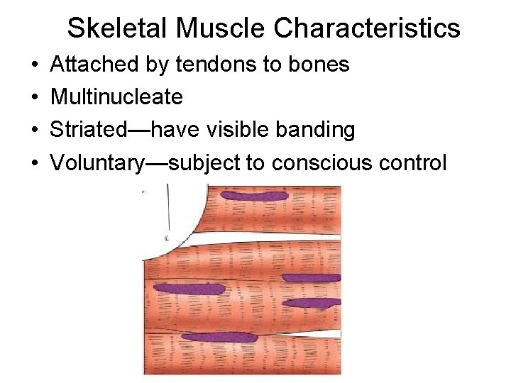 Skeletal Muscle Characteristics • • Attached by tendons to bones Multinucleate Striated—have visible banding