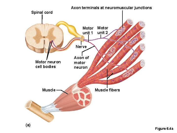 Axon terminals at neuromuscular junctions Spinal cord Motor unit 1 unit 2 Nerve Motor