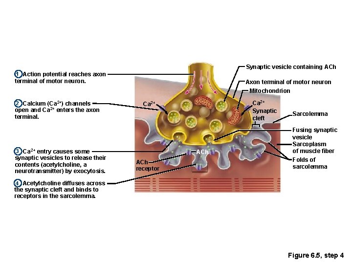 Synaptic vesicle containing ACh 1 Action potential reaches axon terminal of motor neuron. Axon