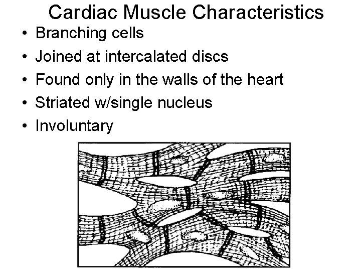 Cardiac Muscle Characteristics • • • Branching cells Joined at intercalated discs Found only