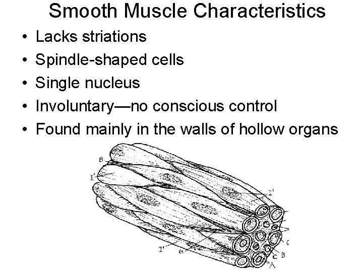 Smooth Muscle Characteristics • • • Lacks striations Spindle-shaped cells Single nucleus Involuntary—no conscious