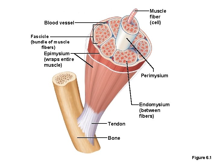 Muscle fiber (cell) Blood vessel Fascicle (bundle of muscle fibers) Epimysium (wraps entire muscle)