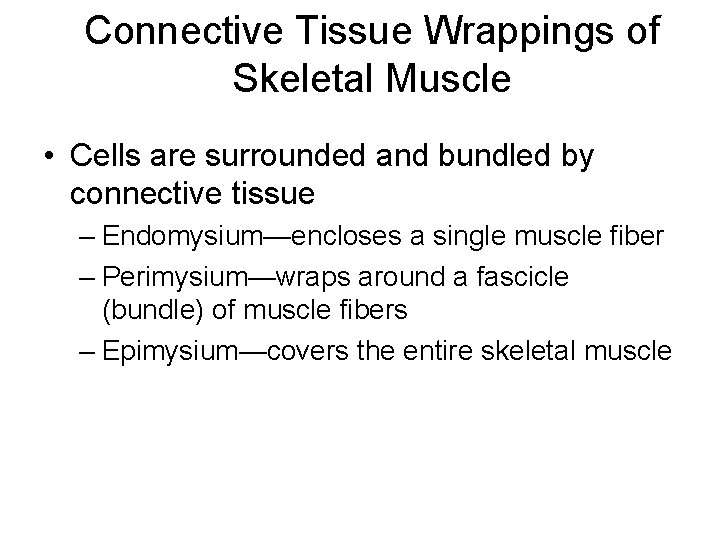 Connective Tissue Wrappings of Skeletal Muscle • Cells are surrounded and bundled by connective