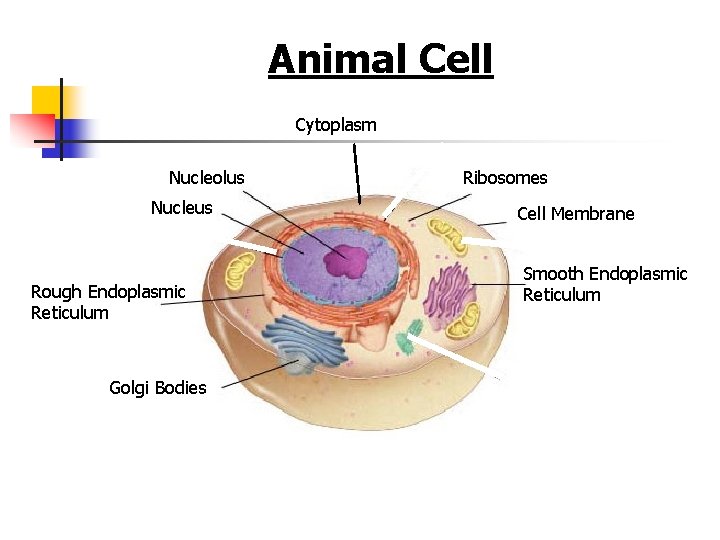 Figure 7 -5 Plant and Animal Cells Animal Cell Section 7 -2 Cytoplasm Nucleolus