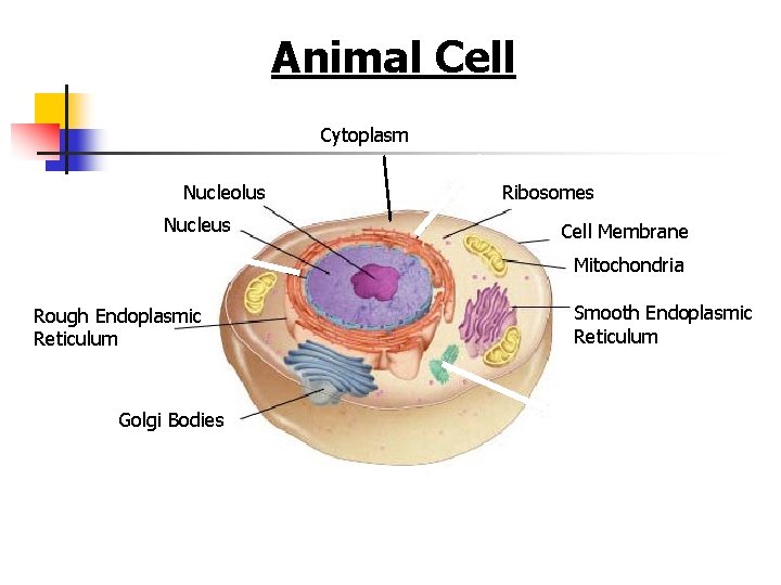 Animal Cell Cytoplasm Nucleolus Nucleus Ribosomes Cell Membrane Mitochondria Rough Endoplasmic Reticulum Golgi Bodies