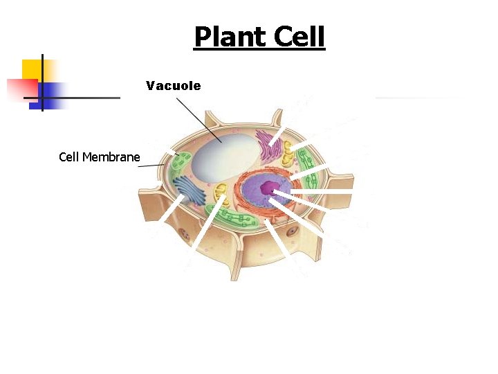 Figure 7 -5 Plant and Animal Cells Section 7 -2 Plant Cell Vacuole Cell