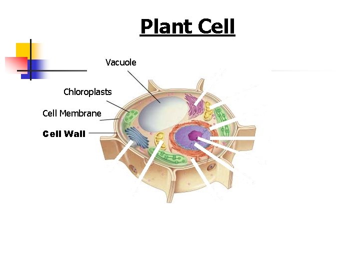 Figure 7 -5 Plant and Animal Cells Plant Cell Section 7 -2 Vacuole Chloroplasts