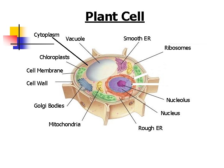 Plant Cell Cytoplasm Vacuole Smooth ER Ribosomes Chloroplasts Cell Membrane Cell Wall Nucleolus Golgi