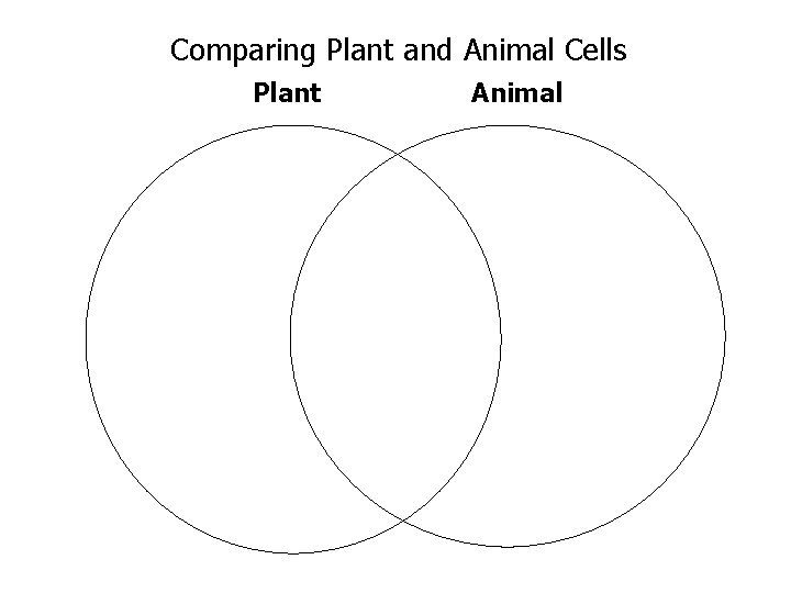 Comparing Plant and Animal Cells Plant Animal 